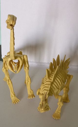 Dinosauri Skeleton