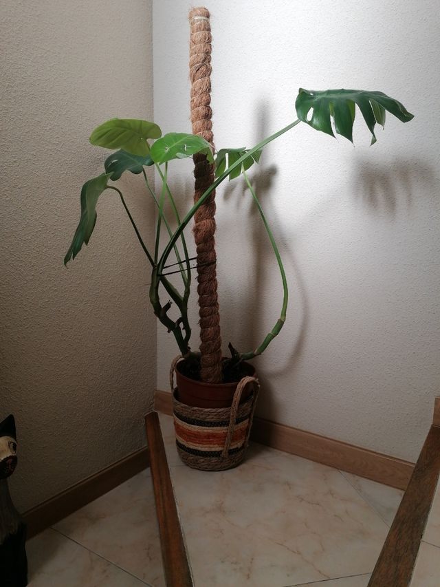PLANTA COSTILLA DE ADÁN