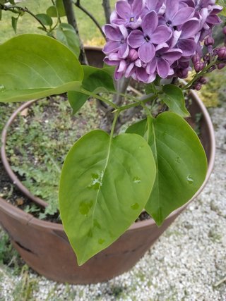 Trabajos de Jardinería