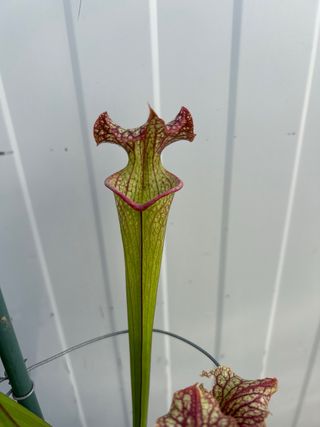 Sarracenia 038 JDB.planta carnivora