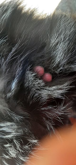 Abrigo pelo zorro