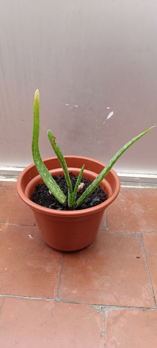 Aloe vera