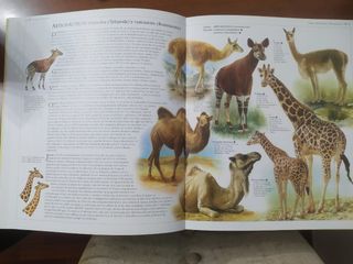 Libro Atlas de animales