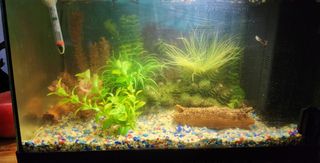 Acuario completo 