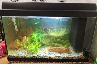 Acuario completo 