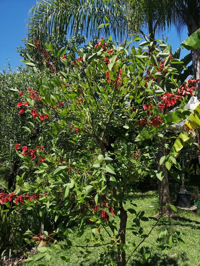 Semi di albero del corallo