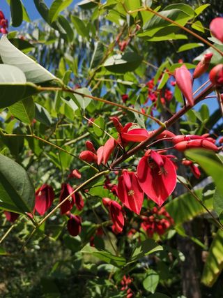 Semi di albero del corallo