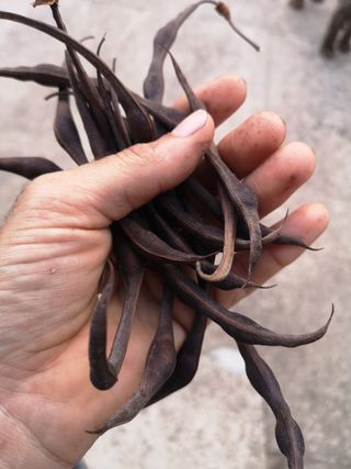 Semi di albero del corallo