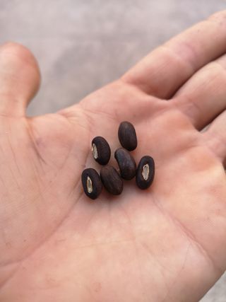 Semi di albero del corallo