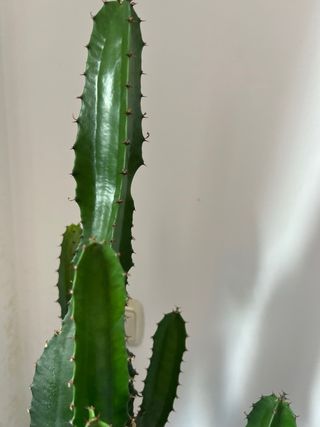 Cactus Suculenta Euphorbia acrurensis
