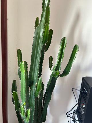 Cactus Suculenta Euphorbia acrurensis