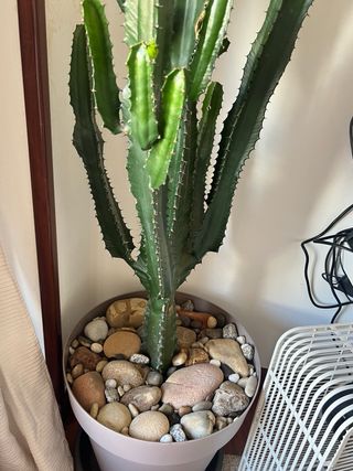 Cactus Suculenta Euphorbia acrurensis