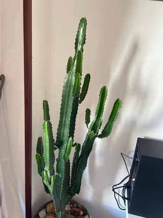 Cactus Suculenta Euphorbia acrurensis
