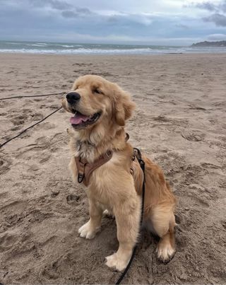 Cuidador de perros Albacete