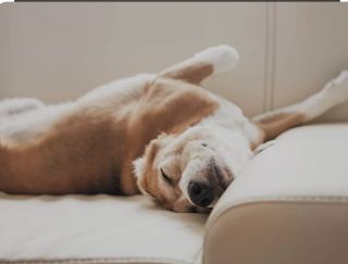 Cuidador de perros Albacete