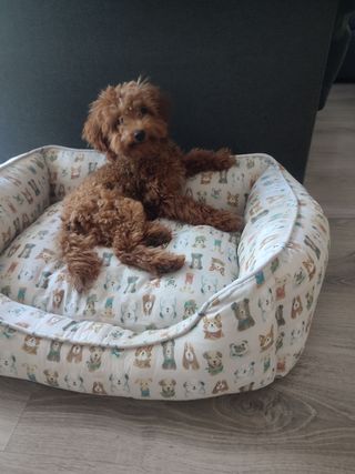 Cuidador de perros Albacete