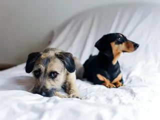 Cuidador de perros Albacete