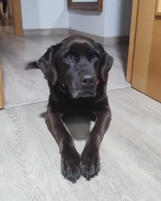 Cuidador de perros Albacete