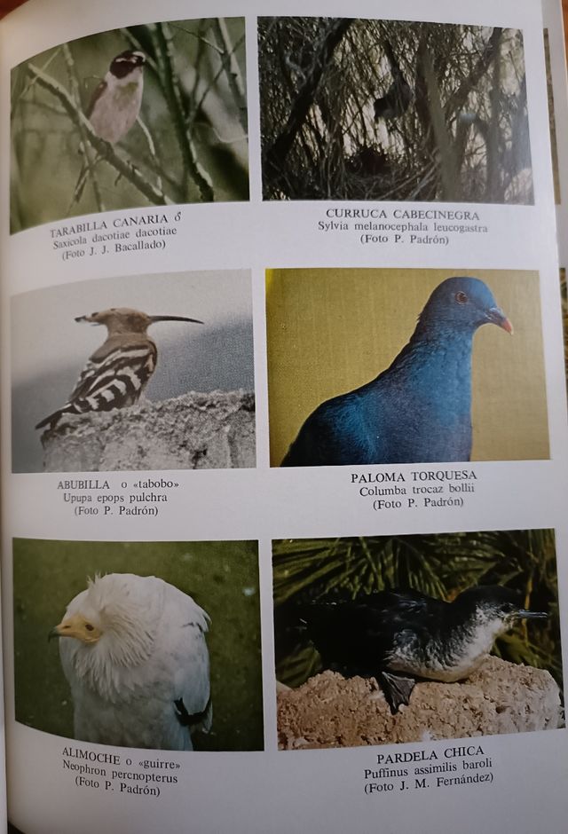 Las aves de Canarias 