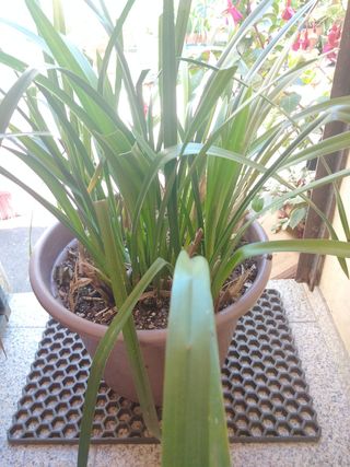 Vasos orquedea grd 25 peq 20€