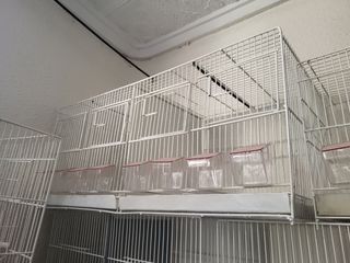 Jalones de cría de 60 de 80 y de 35