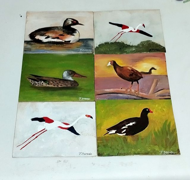 Conjunto de cuadritos aves