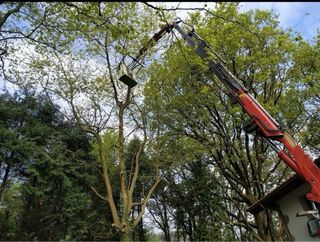 Trabajos de jardineria