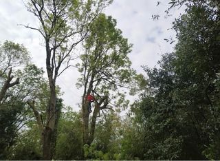 Trabajos de jardineria