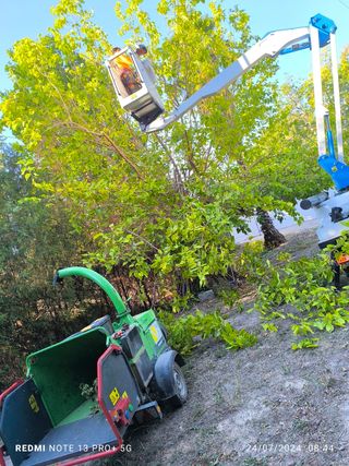 Poda en altura y todo tipo de talas!!!