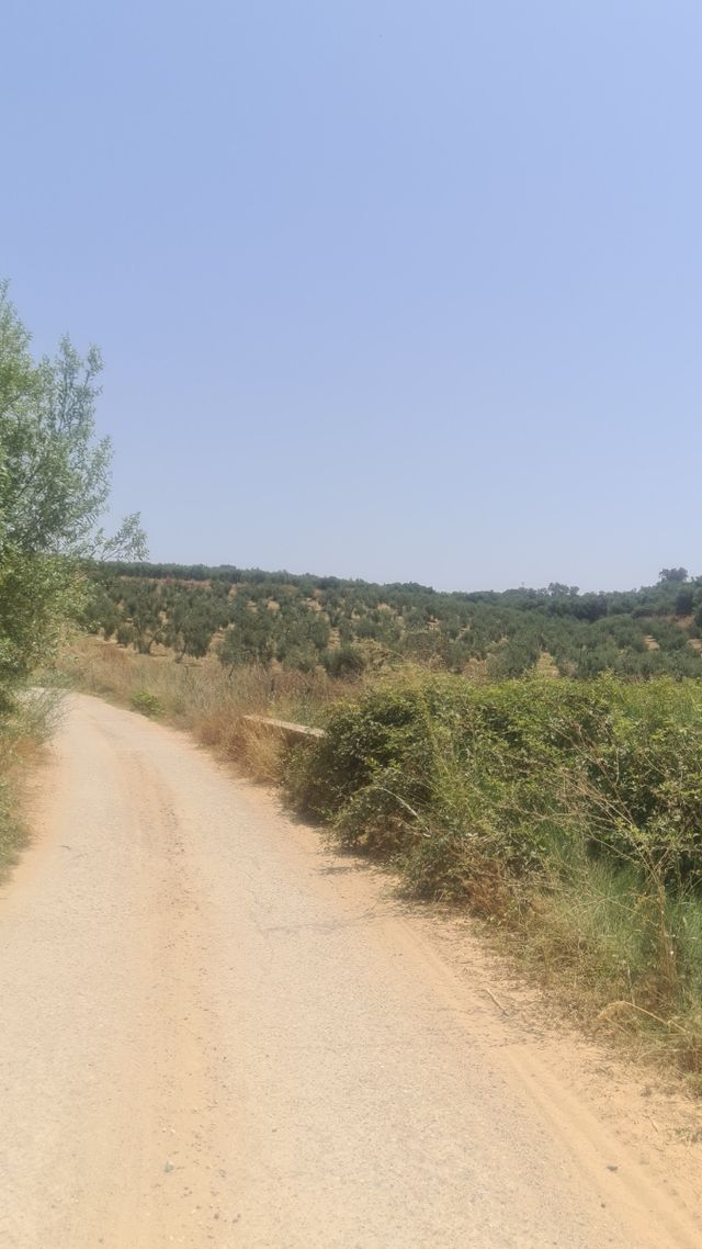 Terreno  a 900 metros del cementerio de  pilas a 2,5€ el m2 hay 28.000m2