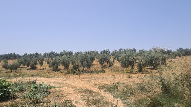 Terreno  a 900 metros del cementerio de  pilas a 2,5€ el m2 hay 28.000m2