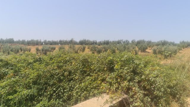 Terreno  a 900 metros del cementerio de  pilas a 2,5€ el m2 hay 28.000m2