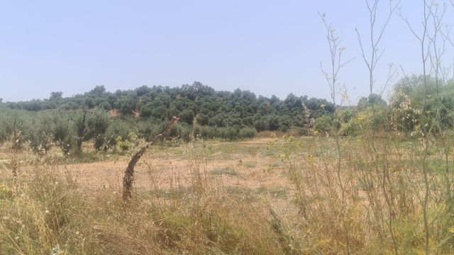 Terreno  a 900 metros del cementerio de  pilas a 2,5€ el m2 hay 28.000m2