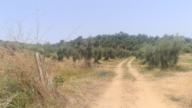 Terreno  a 900 metros del cementerio de  pilas a 2,5€ el m2 hay 28.000m2