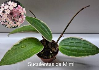 Hoya latifolia albomarginata variegata