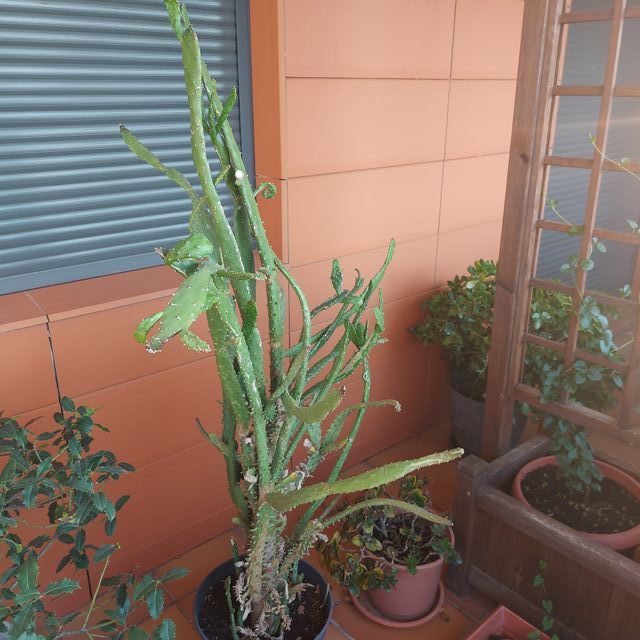 Cactus 1,70 m./altura