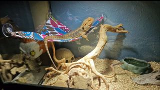 Terrario