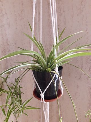 Chlorophytum con piastra e macramè