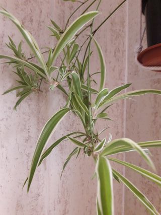 Chlorophytum con piastra e macramè