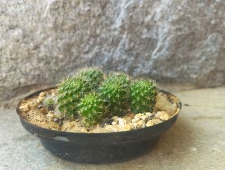 Composizione 10 cactus piccoli