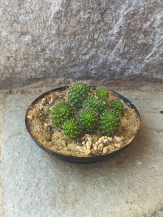 Composizione 10 cactus piccoli