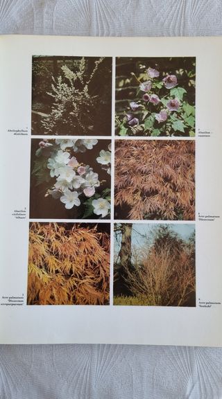 Diccionario Ilustrado de Arbustos. S. Millar