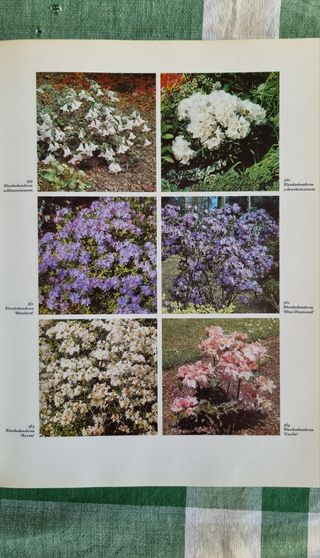 Diccionario Ilustrado de Arbustos. S. Millar