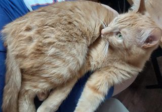 GUARDERIA DE MASCOTAS PET FRIENDLY