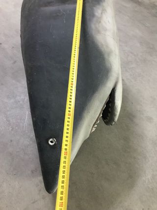 Cabeza y cola impresionantes Tiburon Blanco