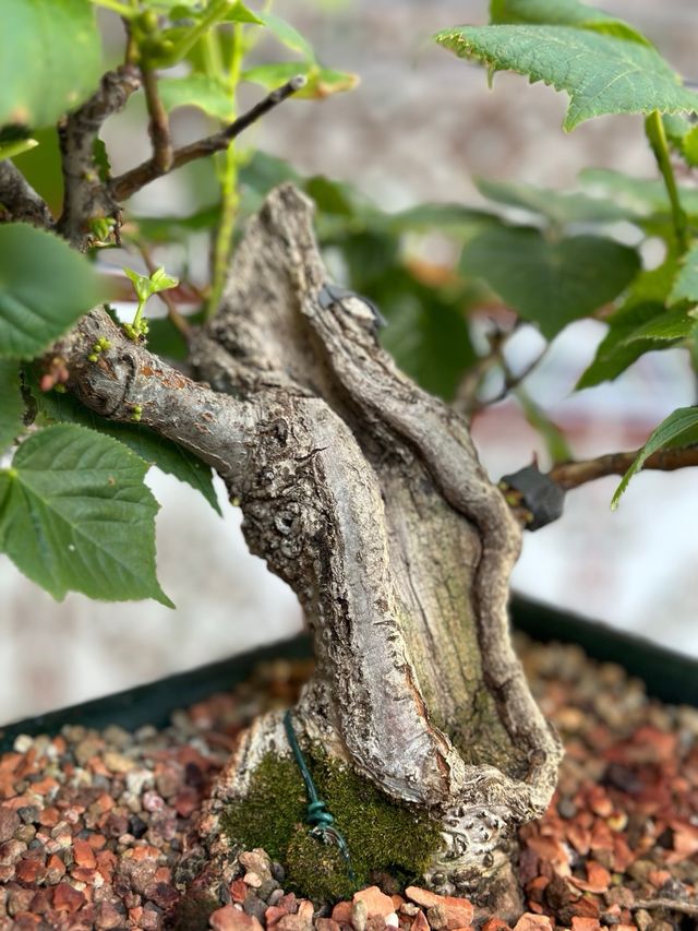 Bonsai Tilo
