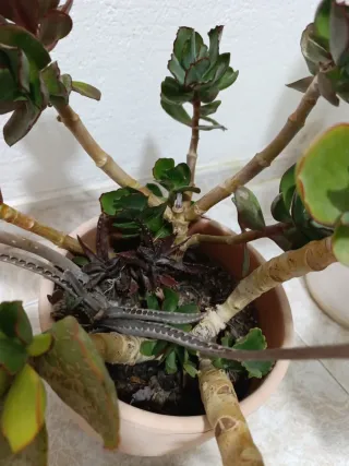 Lote maceteros y Plantas