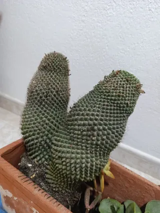 Lote maceteros y Plantas