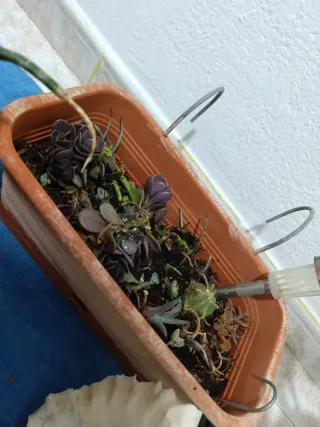 Lote maceteros y Plantas