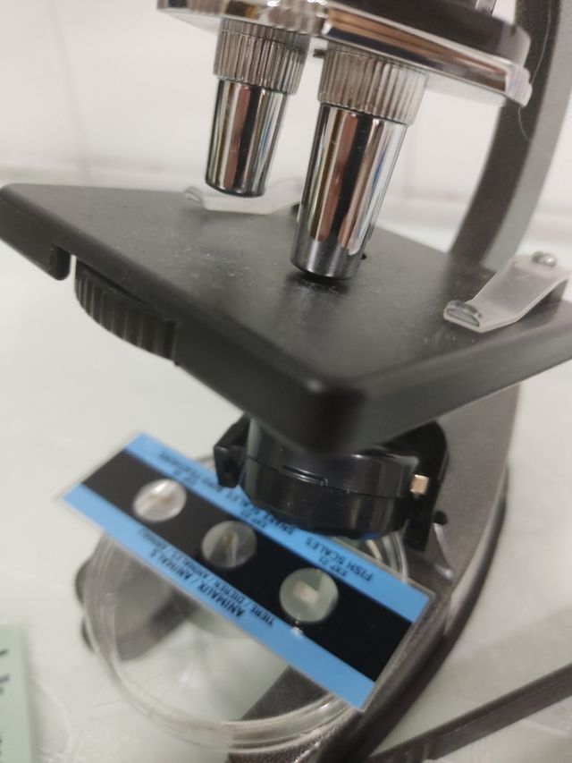 Microscopio Buki France